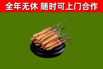 吉安回收散虫草